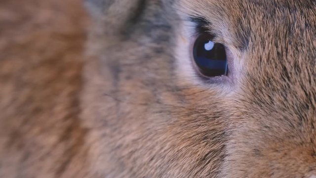 Close up or zoom in eye of brown rabbit and it look relax emotion.