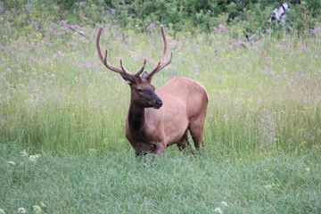 Elk Grazing