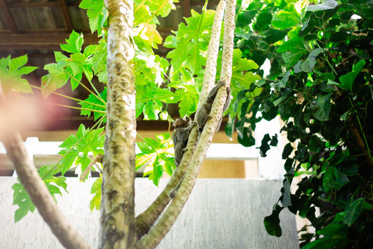 Micos na &aacute;rvore