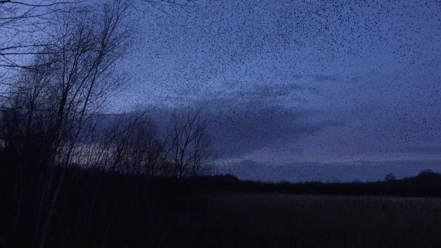 Birds flying in the evening sky hundreds and thousands