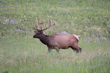 Elk Grazing