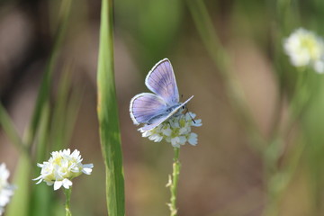 butterfly on flower