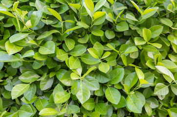 Fototapeta na wymiar close up view of green boxwood,green leaf hedge, Euonymus japonica, spindle tree, staff tree. fresh green leaves background