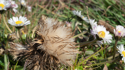 łąka kwiaty © Roman