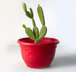 variedad de cactus en una maceta de color rojo