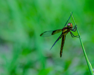 Dragonfly 