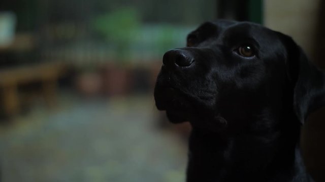 Black labrador looking at the rain