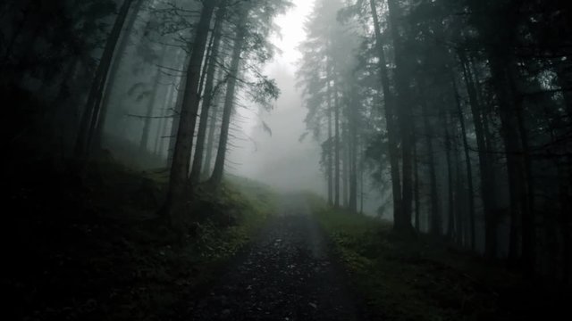 Inside a spooky forest on a gloomy and misty day. Wide-angle view of a creepy enchanted forest.