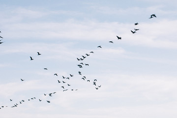 A flock of seagulls flying in the sky