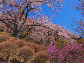 Obraz na płótnie Canvas Cherry blossoms and azaleas in Koutoku Park in Fujiyosida City Yamanashi Japan 04/19/2020