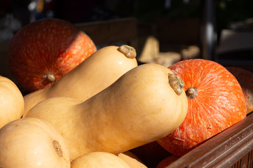 Butternuts, courges et potirons au marché