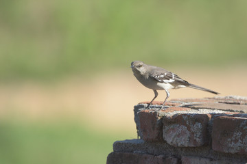 mocking bird on the ledge