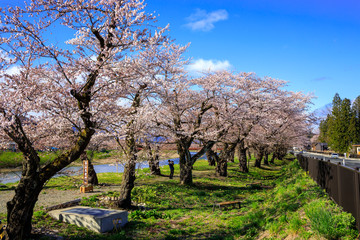 角館　桜並木　桜のトンネル
