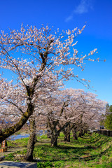 Obraz premium 角館 桜並木 桜のトンネル