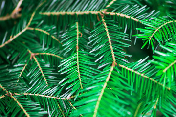 Fir branches in the forest on a dark background. Spruce needles.