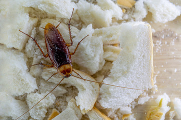 Close up of cockroach on a slice of bread.