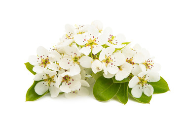 pear flower isolated