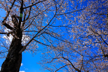 角館　桜並木　桜のトンネル