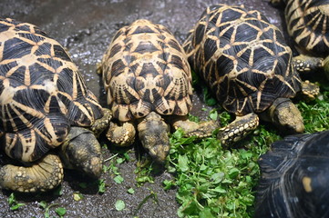 皆で仲良くお食事中のビルマホシガメの可愛い姿