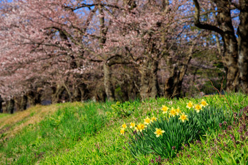 角館　桜並木　桜のトンネル