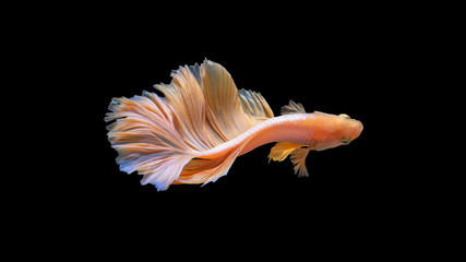 Colorful betta fish,Siamese fighting fish in movement isolated on black background.