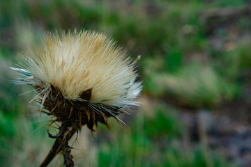 White colored thistle flower