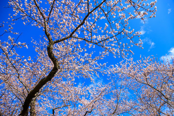 桜　満開　青空