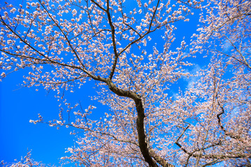 桜　満開　青空