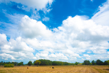 BLUE SKY AND WHITE CLOUDS.