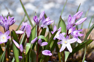 薄紫のチオノドクサ