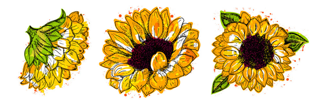 Vector watercolor sunflowers set, isolated on a white background, design elements for greeting cards and wedding invitations