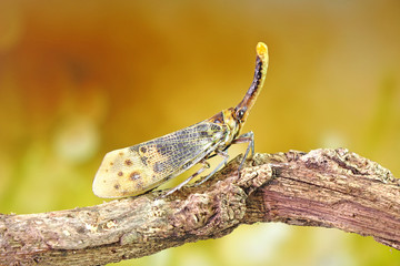 White wing Lantern-fly (Pyrops astarte) is a species of planthopper, found in Southeast Asia, and also known as Red nose lantern bugs. Lanternflies  The unicorns of the insect world. Summer insect