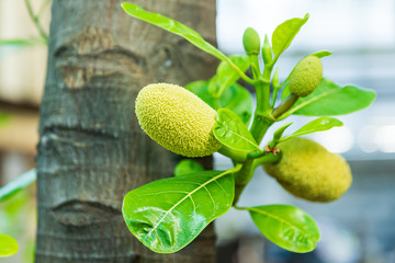 Jackfruit fruit in summer in asia Scientific name Artocarpus heterophyllus, Small jackfruit hanging on the jackfruit tree