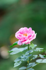 Pink rose In a garden that is close up.