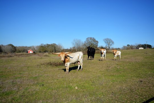 Gorgeous bulls in the country