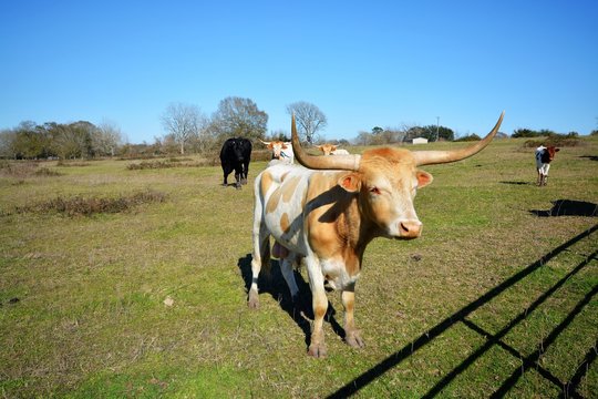 Gorgeous bulls in the country
