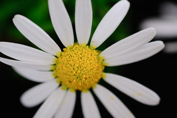 white margaret flower isolated