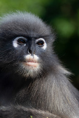 Fototapeta premium The monkey is resting in the evening