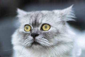 Fototapeta premium Gray cat with yellow eyes sitting and looking at the camera Separated from blurred backgrounds