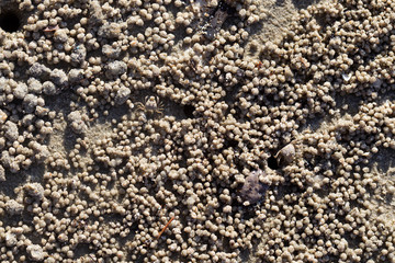 Crab digging holes in the sand