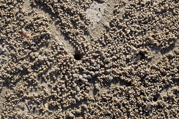 Crab digging holes in the sand