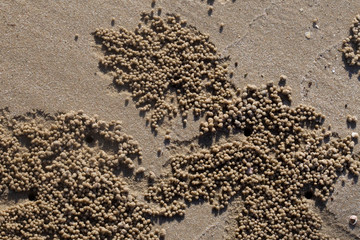 Fototapeta na wymiar Crab digging holes in the sand