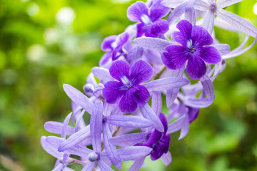 Naklejka premium Beautiful purple wreath vine (Petrea Volubilis) or queen's wreath vine flower on blurred background