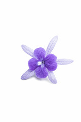 Beautiful  Single flower Close up of  purple wreath vine (Petrea Volubilis) or queen's wreath vine flower Isolated on white background