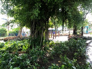 Tree in garden