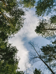 look up at the sky in the forest, vertical photo