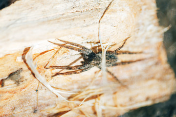 creepy spider basking in the sun, spring time, arachnophobia, fear of spiders, spiders lifestyle in the wild