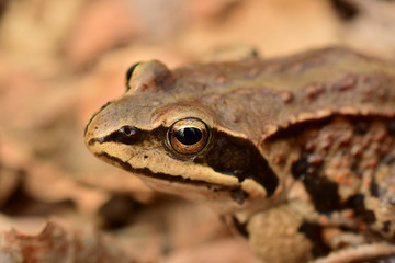 Face the amphibian. The Siberian frog or Amur frog (Latin: Rana amurensis) is a species of true frog in the family Ranidae.