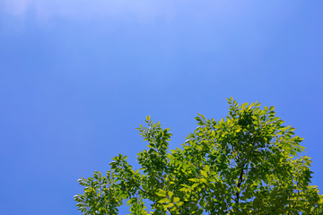 파란 하늘과 나무