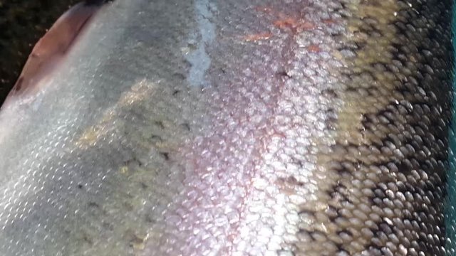 Fish closeup with a gray or grey and silver shiny skin scales isolated on a background. Fish skin texture pattern view with shiny scales on it.